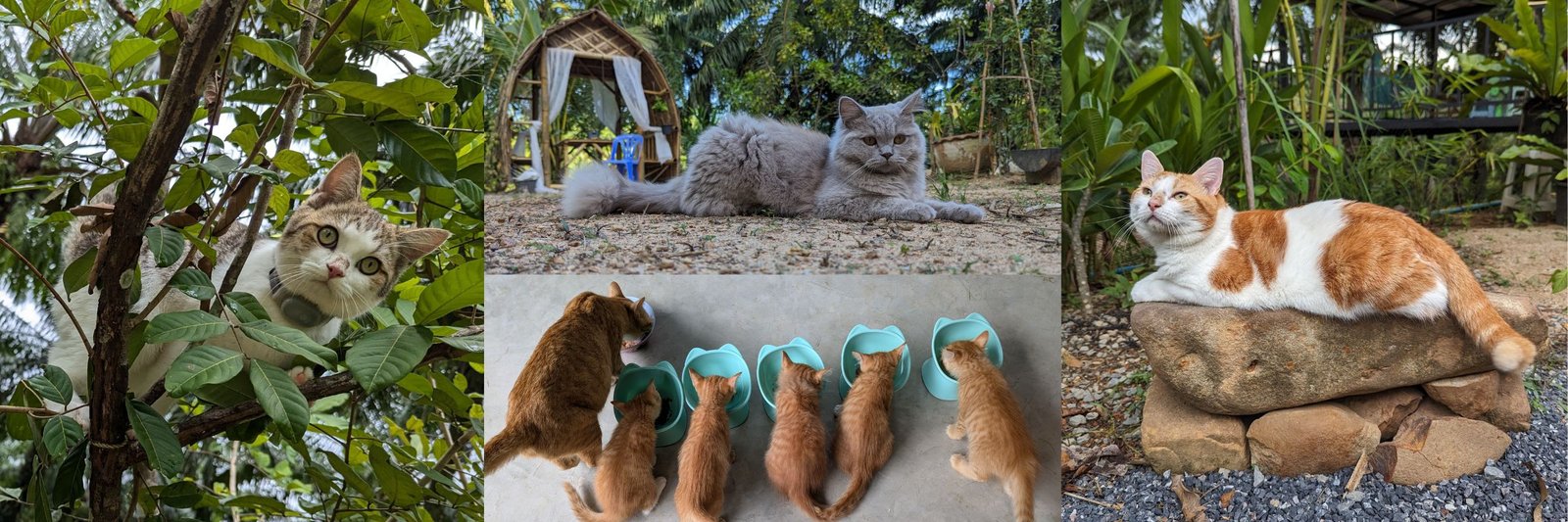 Nine Lives Abroad: Our Cats’ Adventures in Thailand